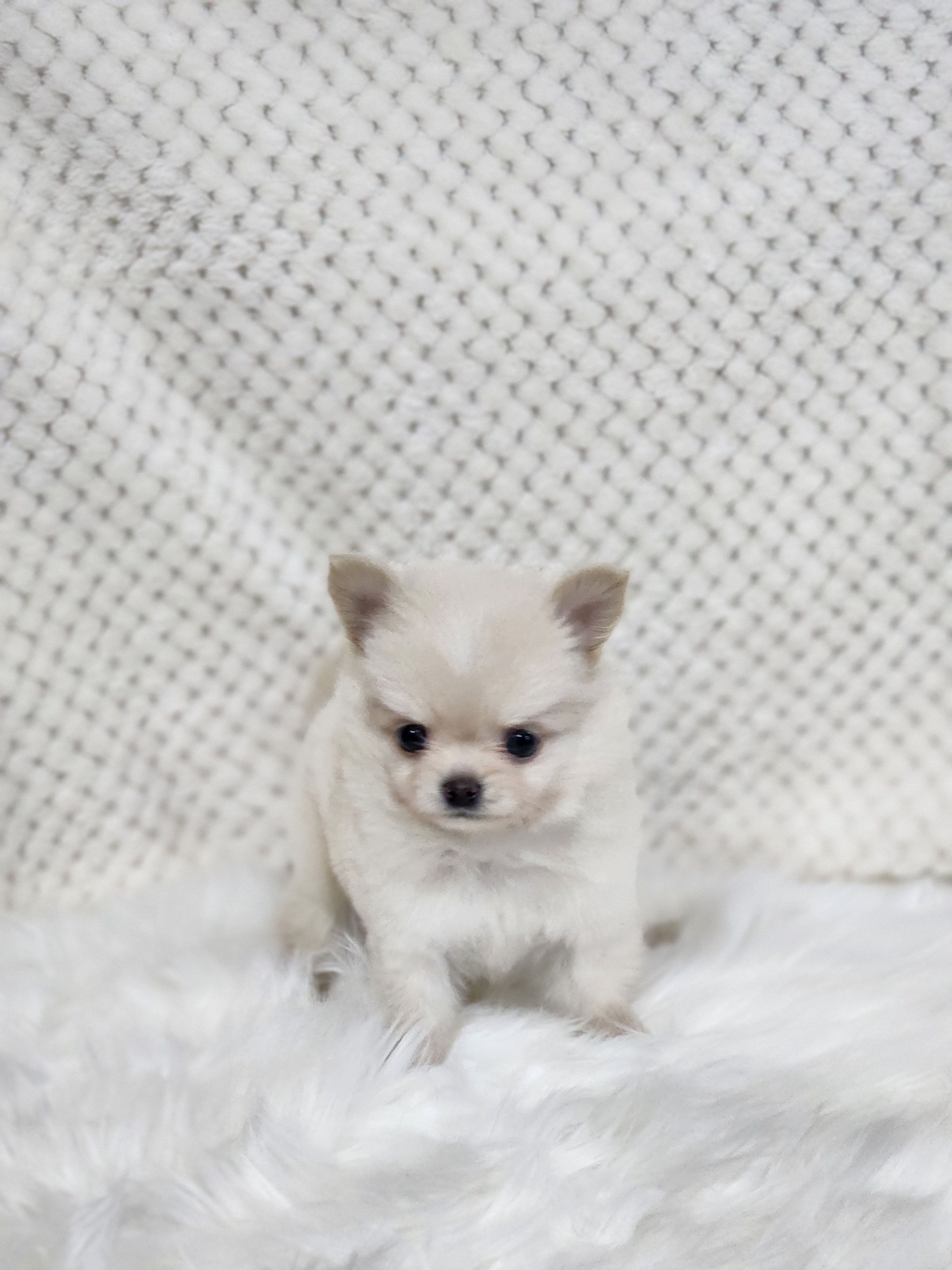 치와와 입양합니다