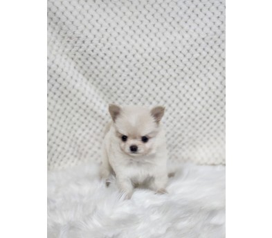 치와와 입양합니다