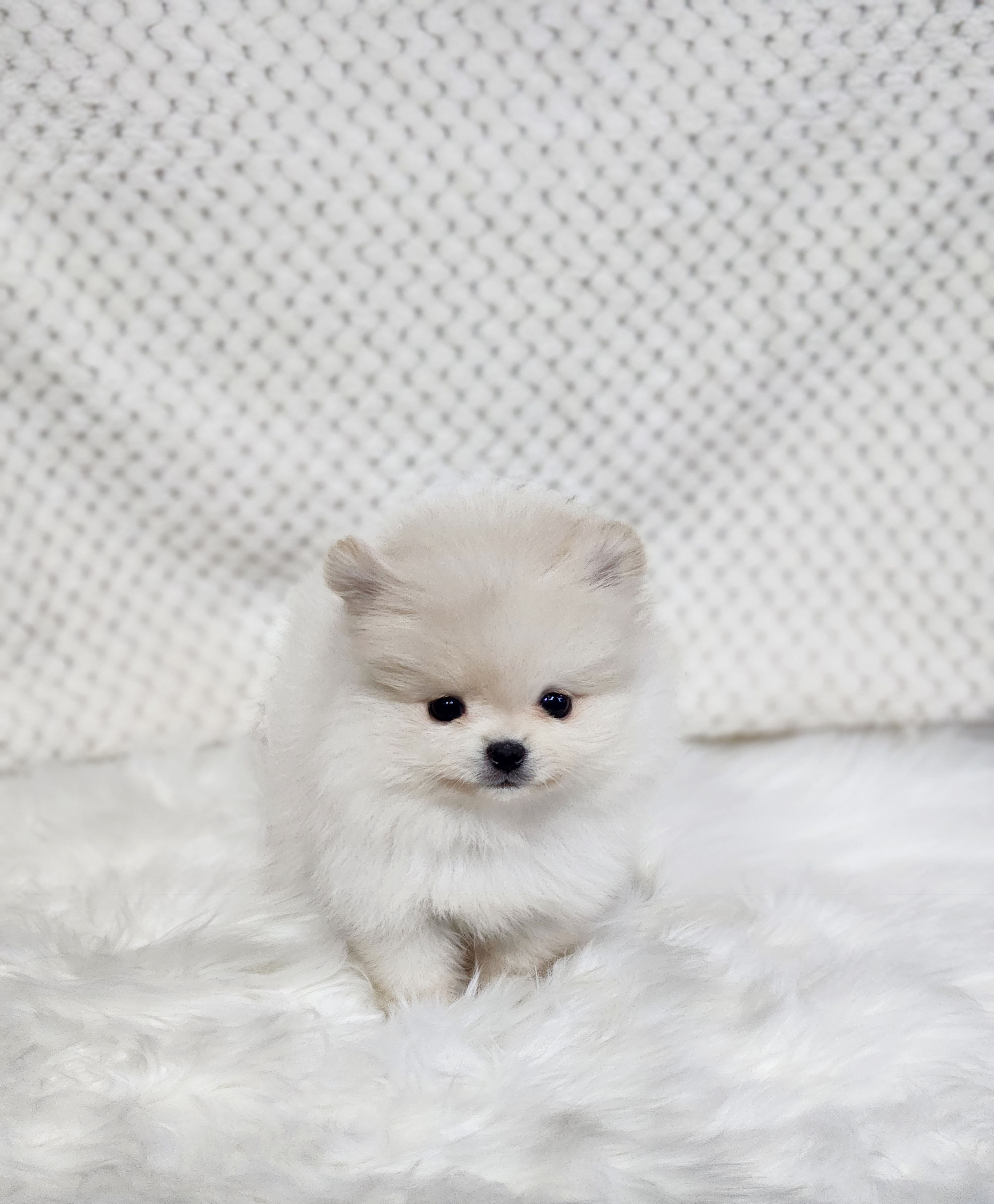 포메라니안 입양합니다