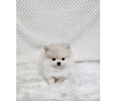 포메라니안 입양합니다