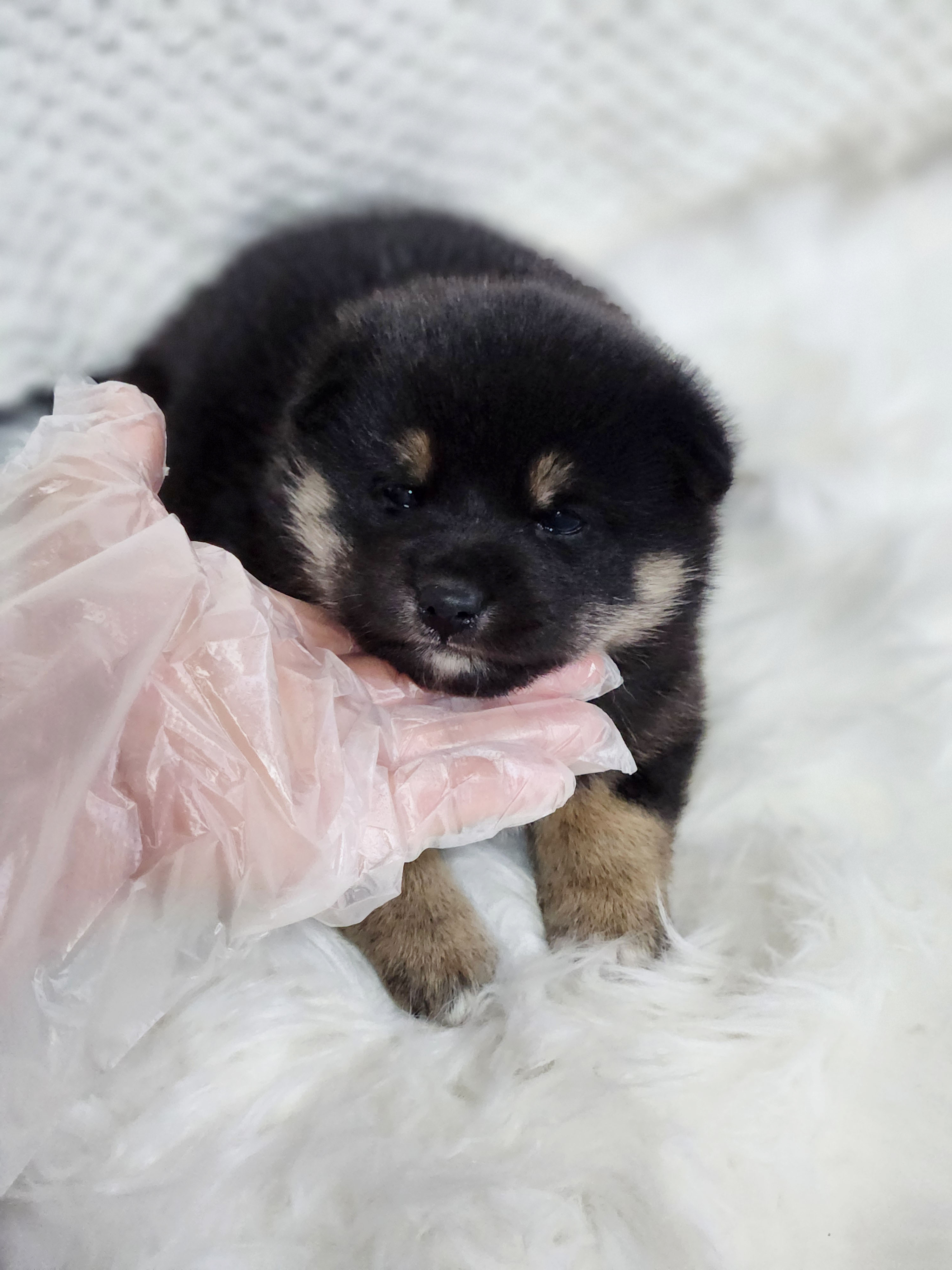 시바견 입양합니다