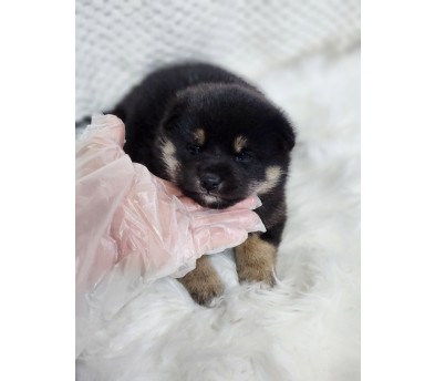 시바견 입양합니다