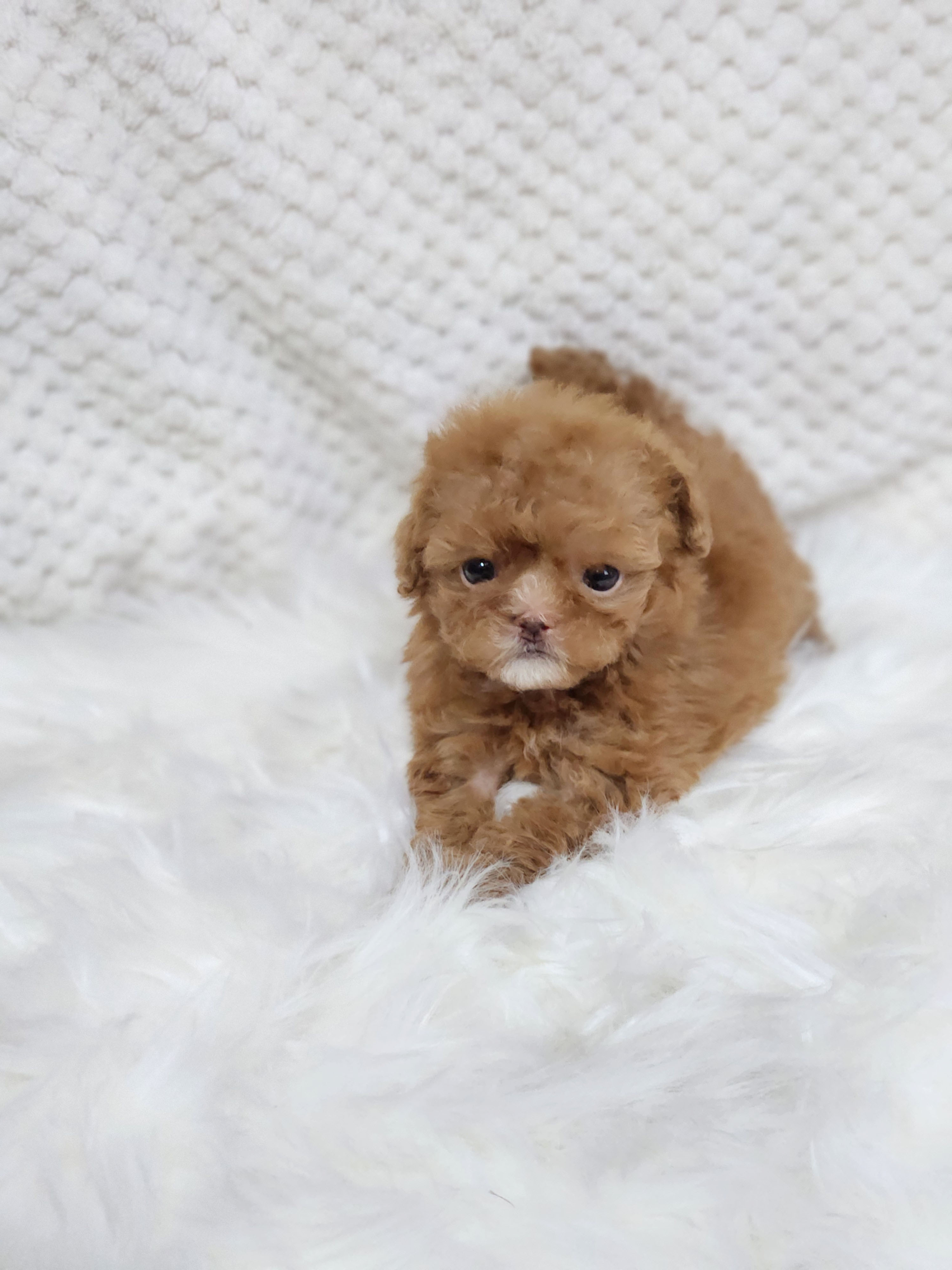 말티푸입양합니다 