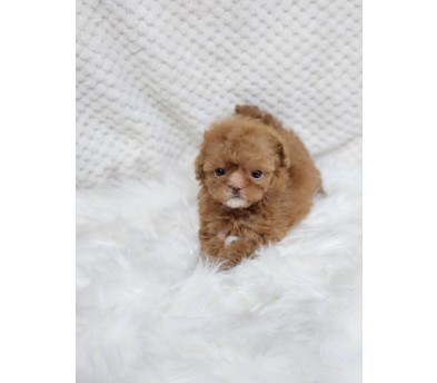 말티푸입양합니다 