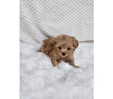 말티푸 입양합니다