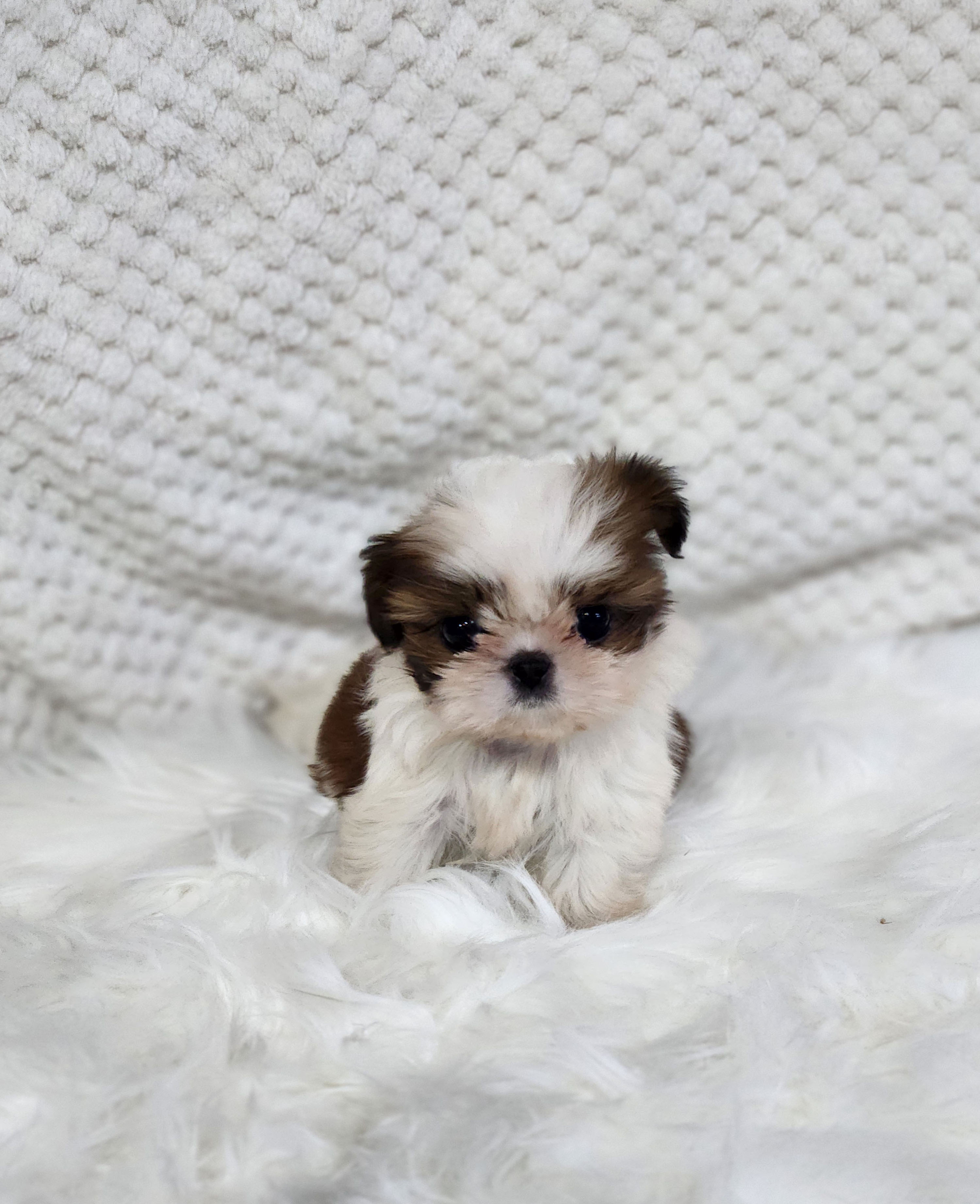 시츄 입양합니다