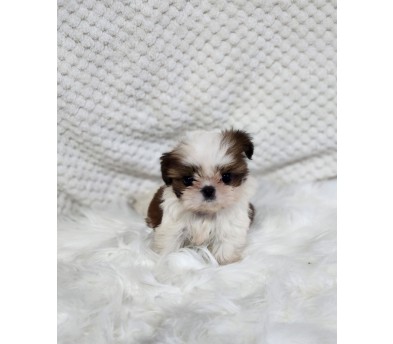 시츄 입양합니다