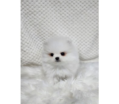 포메라니안 입양합니다