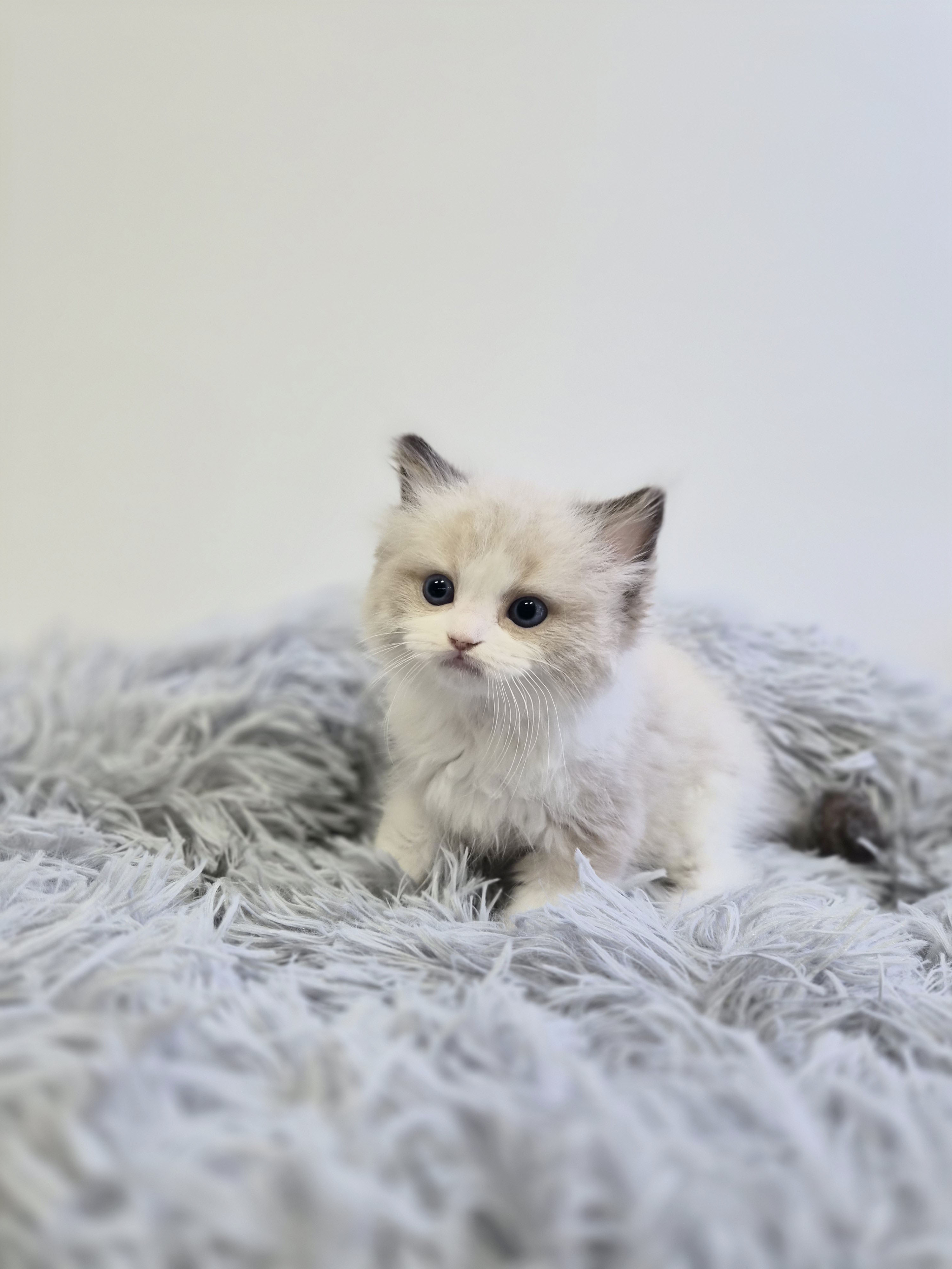 렉돌 입양합니다