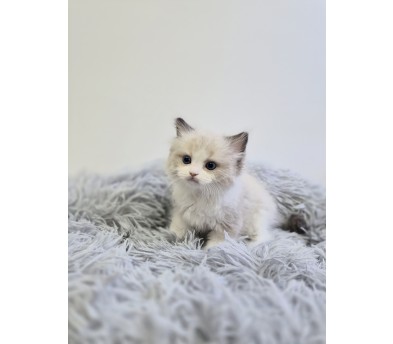 렉돌 입양합니다