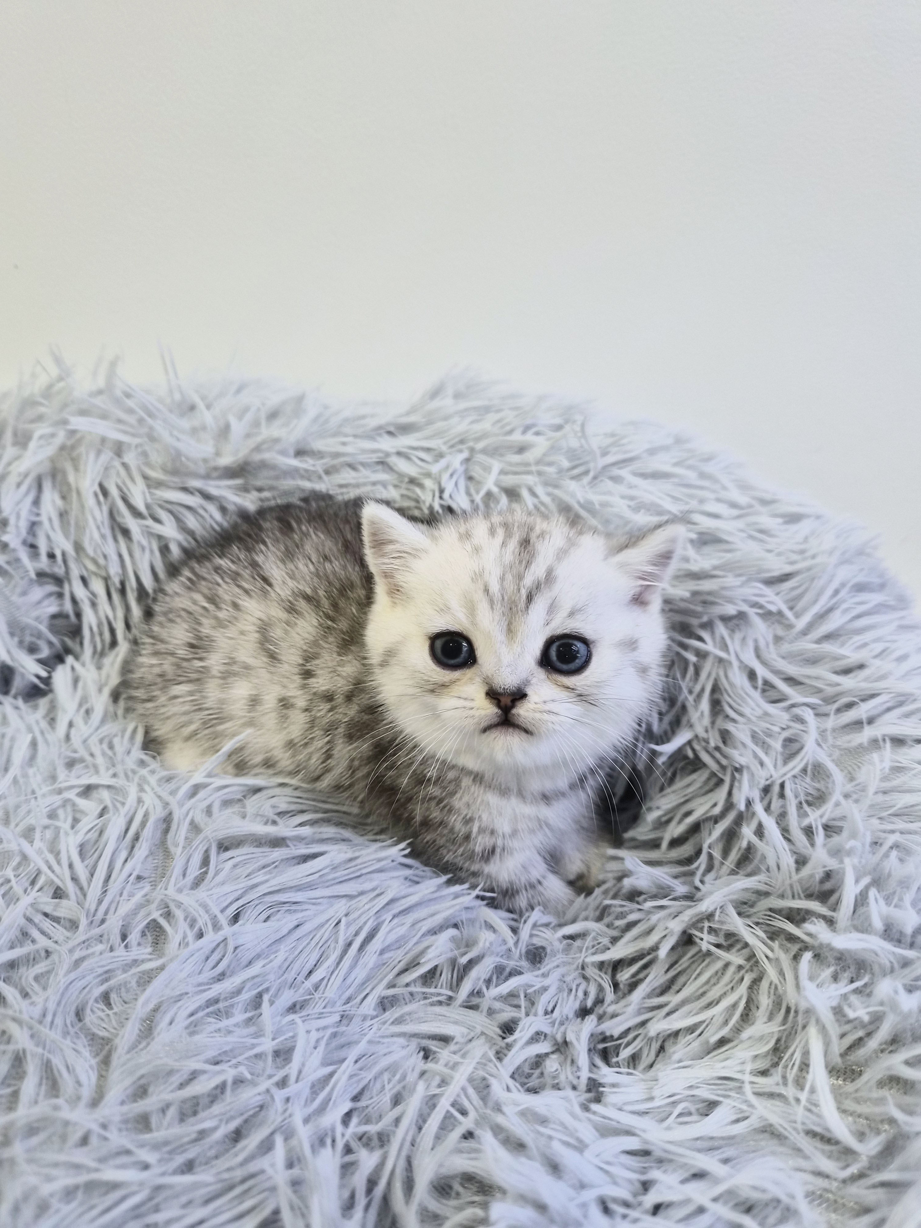 먼치킨 입양합니다