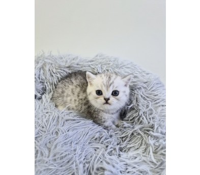 먼치킨 입양합니다