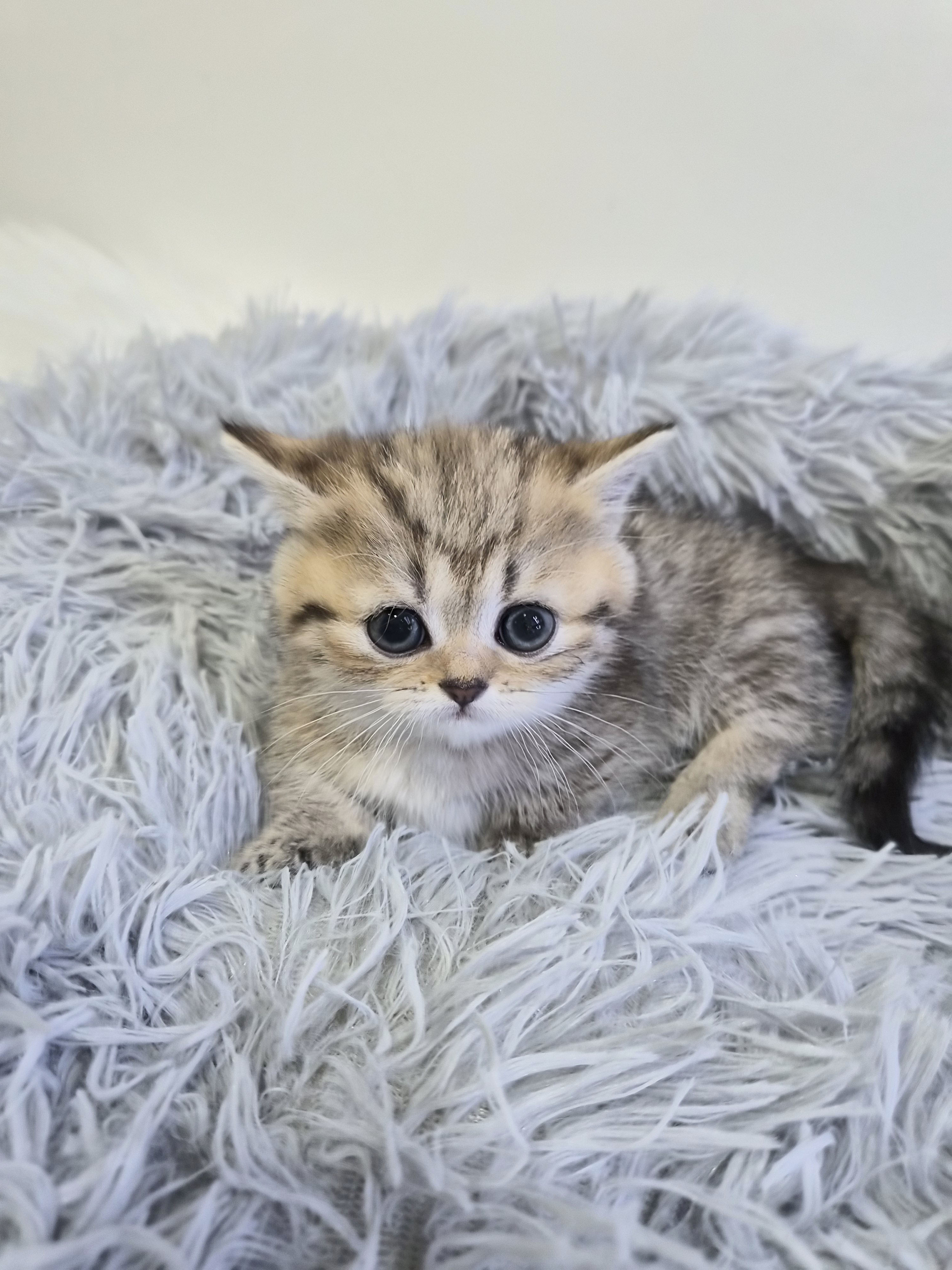 먼치킨 입양합니다