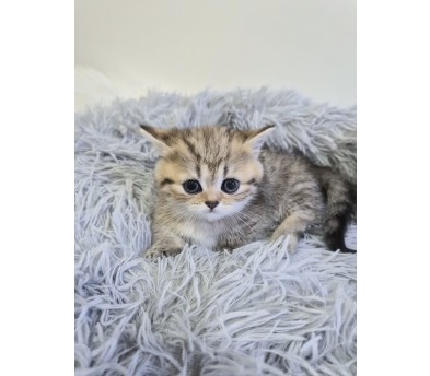 먼치킨 입양합니다