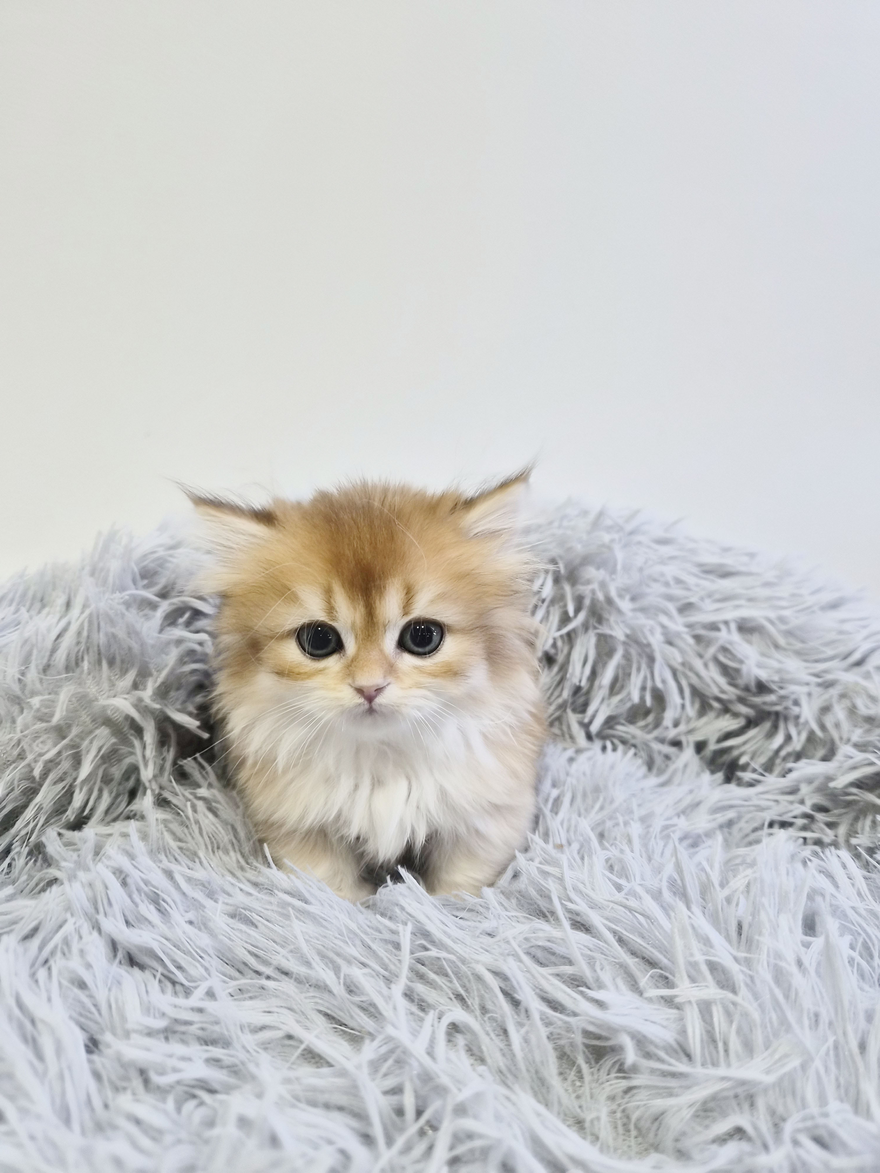 먼치킨 입양합니다