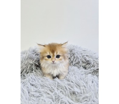 먼치킨 입양합니다