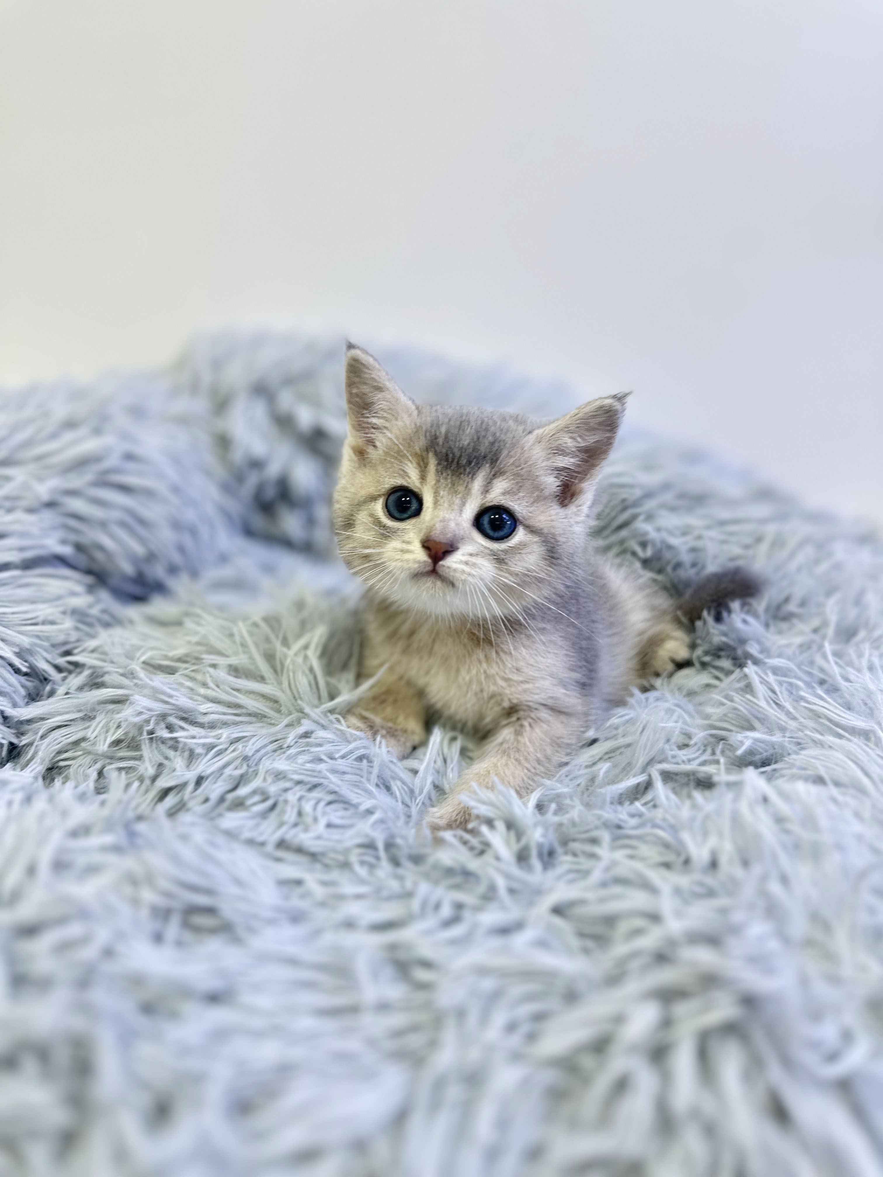 브리티쉬숏헤어 입양합니다