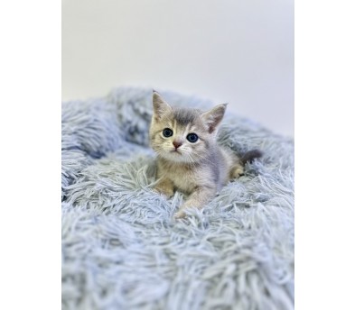 브리티쉬숏헤어 입양합니다