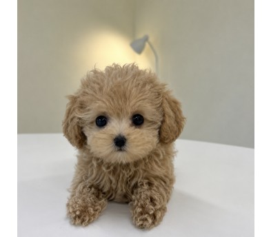 푸들(몽이)(분양완료)